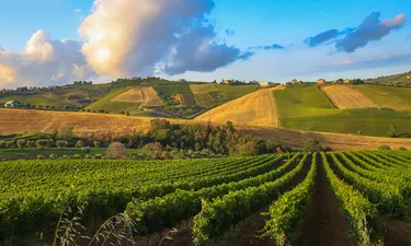 Marche