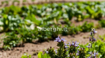 Notre potager au sein de l&#39;hôtel pour de nombreux produits à kilomètre zéro