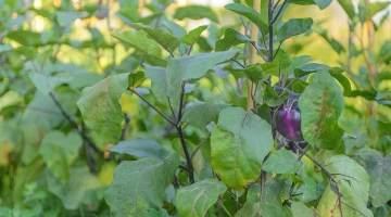 L'orto di alessandro, prodotti km0