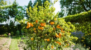 Jardin avec arbres fruitiers