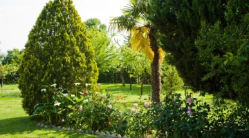 Arbres dans le jardin