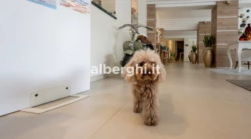 Animaux admis dans l&#39;hôtel