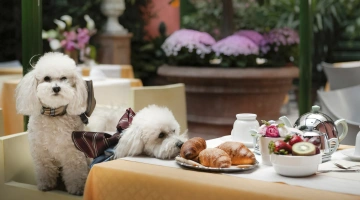 Breakfast in the garden with your pets