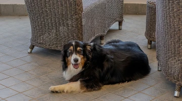 Animali ammessi