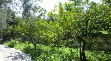 Garden with fruit trees