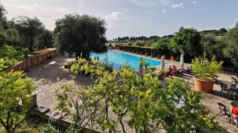 Swimming pool surrounded by olive trees
