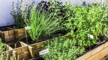 Vegetable garden on the terrace