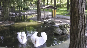 Stagno e cigni del giardino