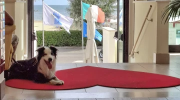 Hôtel acceptant les animaux de compagnie