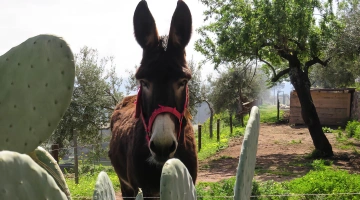 Animali in fattoria didattica