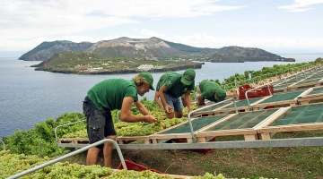 Vin produit sur place